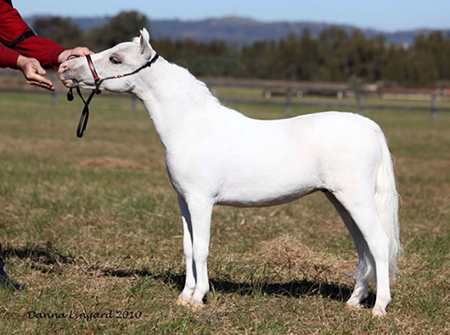 Little Kings Destined to Reign - Enchanted Show Stables